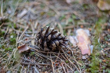 Eski çam kozalağı bir çam ormanı yere.