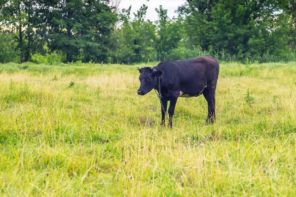 Vaca Solteira Campo — Fotografia de Stock