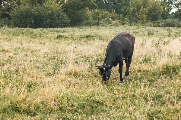 Jediná Kráva Poli — Stock fotografie