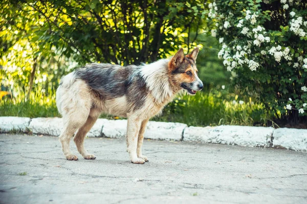 一只无家可归的狗站在街上 绿草和树叶美丽模糊的背景 — 图库照片