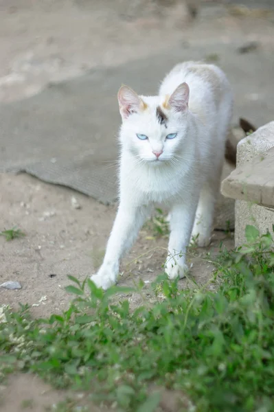 Сільський Білий Кіт Блакитними Очима — стокове фото