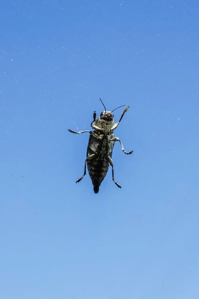 車の窓を大きなカブトムシ — ストック写真