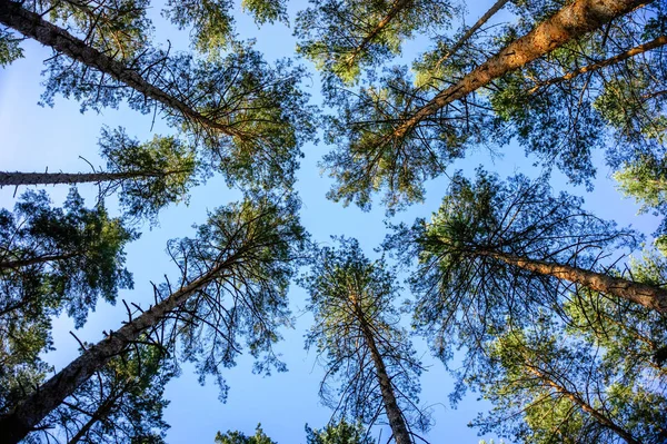 Tło Zielony Las Słoneczny Dzień Patrząc Sosnowym Lesie — Zdjęcie stockowe