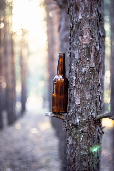 Uma Garrafa Cerveja Castanha Num Pinhal Numa Árvore Destruição Natureza — Fotografia de Stock