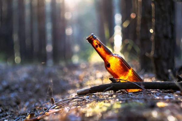 松林の中にビール瓶が立っています 環境汚染です 森の中のゴミ 自然破壊 — ストック写真