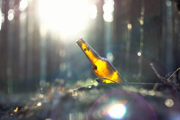 Beer Bottle Stands Pine Forest Environmental Pollution Garbage Forest Destruction — Stock Photo, Image