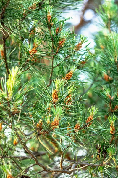 Brotes Pino Primavera Ramas Pino Florecidas Cono Pino Joven — Foto de Stock