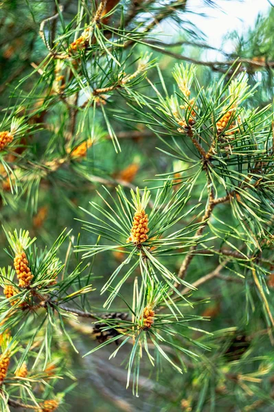 Brotes Pino Primavera Ramas Pino Florecidas Cono Pino Joven — Foto de Stock