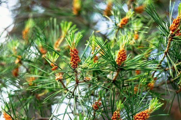 Kiefernknospen Frühjahr Blühende Kiefernzweige Junger Kiefernzapfen — Stockfoto