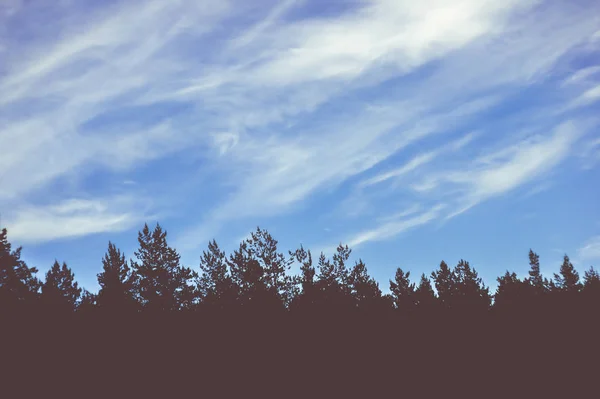 Lucfenyő Fák Felhők Háttérben Naplemente Hely Szöveg — Stock Fotó