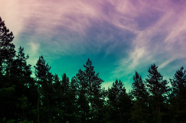 トウヒと背景の夕日に雲と空 テキストのための場所 — ストック写真