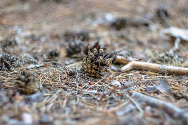 Old Pine Cone Ground Pine Forest — Stock Photo, Image