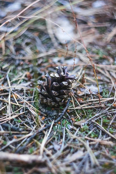 Old Pine Cone Ground Pine Forest — Stock Photo, Image