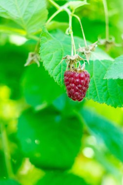 Kırmızı Ahududu Bahçe.