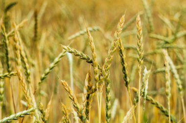 Yeşil buğday alanında. Bitki, Doğa, çavdar. Kırsal yaz alan manzara.