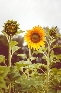 Güzel genç ayçiçeği kafa alanında altın yaprakları ile. Tonda, eski tarzı klasik fotoğraf.