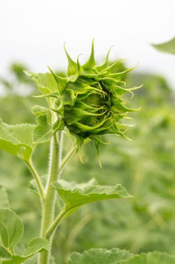 Alanında olgunlaşmamış ayçiçeği.