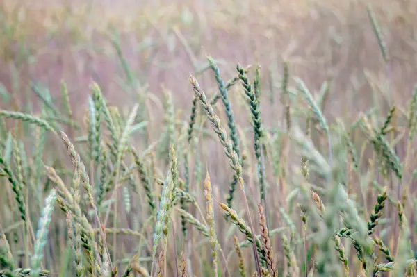 Grüner Weizen Auf Dem Feld Pflanze Natur Roggen Ländliche Sommerfeldlandschaft — Stockfoto