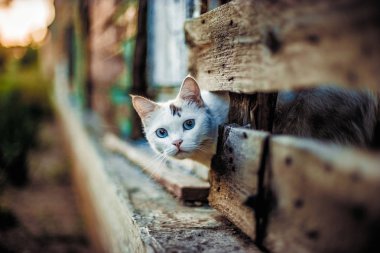 Sevimli beyaz kedi ahşap bir çit delik dışında seyir.