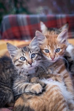 İki yavru kedi ve anneleri bir paket üzerinde.