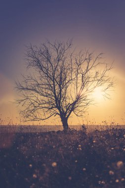 Sonbahar zaman gün batımında yalnız ağaç.