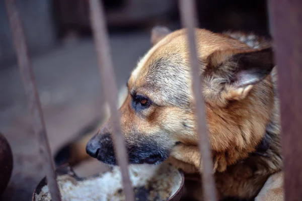 Big Sad Shepherd Old Aviary Toned Style Photo — Stock Photo, Image