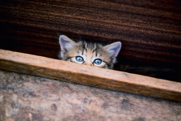 かわいいグレー子猫平織り — ストック写真
