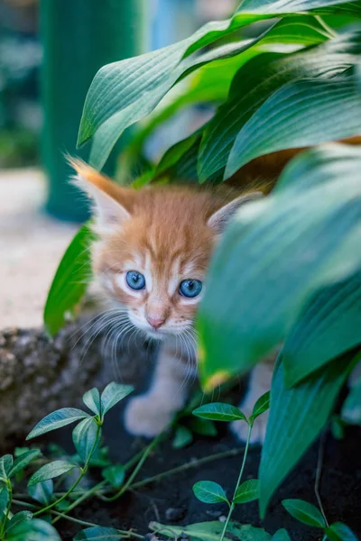 Gatinho Vermelho Bonito Grama — Fotografia de Stock