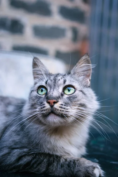 Porträtt Vacker Grå Katt Med Gröna Ögon — Stockfoto
