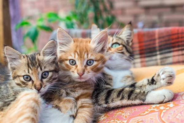 Zwei Kätzchen Und Ihre Mutter Auf Einer Decke — Stockfoto