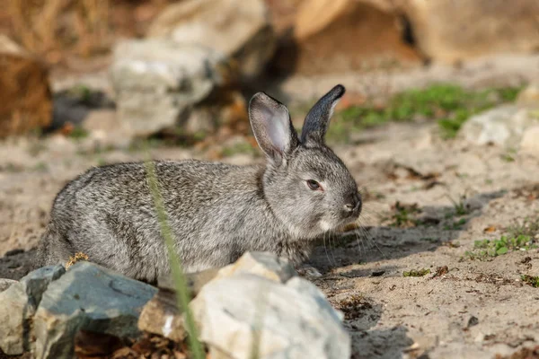 Sevimli Küçük Tavşan Bahçede Yürüyüş — Stok fotoğraf
