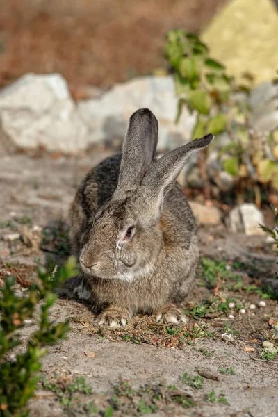 庭に大きな美しいウサギの肖像画 — ストック写真