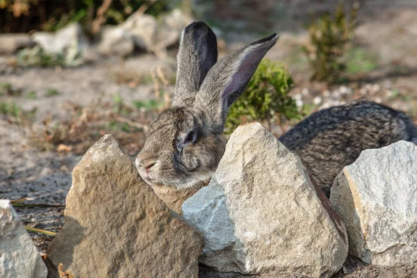 庭に大きな美しいウサギの肖像画 — ストック写真