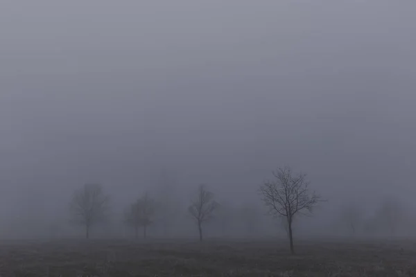 Paesaggio Autunnale Con Alberi Nella Fitta Nebbia Gelo Sui Rami — Foto Stock