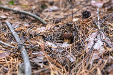 Çam ormanında yenebilir güzel bir mantar.