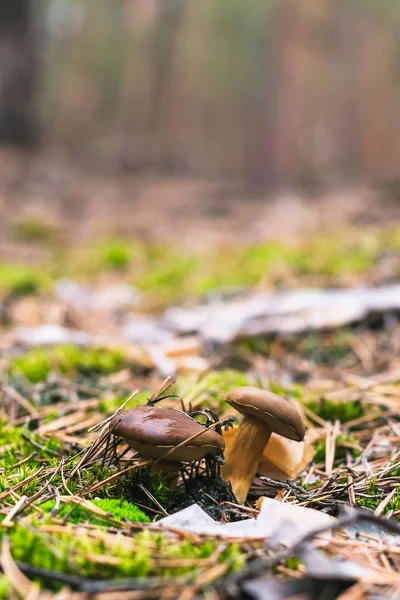 Beautiful Edible Mushroom Pine Forest — Stock Photo, Image