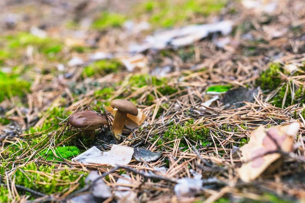 Prachtige Eetbare Paddenstoel Een Dennenbos — Stockfoto