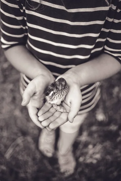 The little bird that fell from the nest in the hands of a child. Old style monochrome photo.