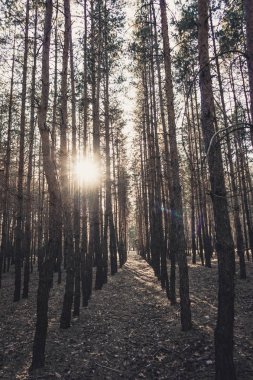 Bahar çam ormanda günbatımı.