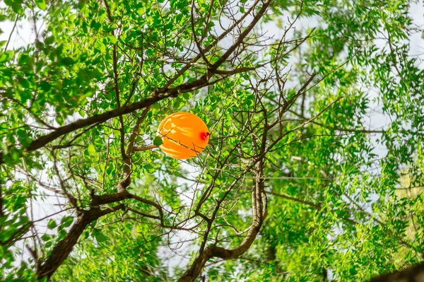Pomarańczowy Balon Tkwi Wśród Gałęzi Drzew Zielony — Zdjęcie stockowe