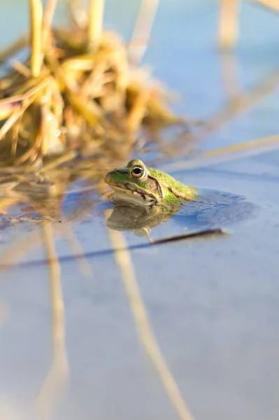 Verde Habitat Natural — Fotografia de Stock