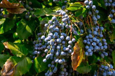 Bush mahonia yaprakları ve meyveleri ile.