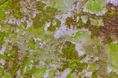 Tasarım için renk soyut duvar dokusu. Metin için yer. Çatlak ve boya. Klasik arka plan