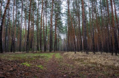 Sonbahar çam ormanında eski yol