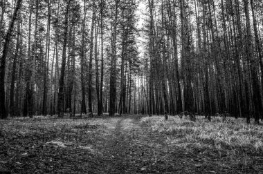 Eski yolu sonbahar çam ormanında. Tek renkli fotoğraf