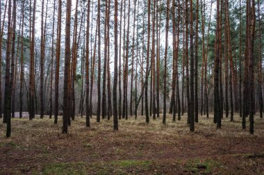 Çam ormanında sonbahar.
