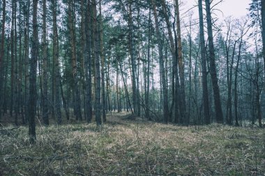 Sonbahar çam ormanında eski yol