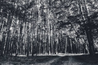 Yol sonbahar çam ormanında. Tek renkli fotoğraf