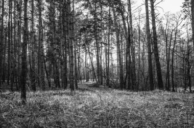 Eski yolu sonbahar çam ormanında. Tek renkli fotoğraf