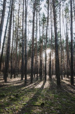 Sonbaharında bir çam ormanı içinde gündoğumu.